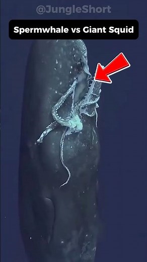 The Battle You’ll Never See: Whale vs Giant Squid 🌊💀