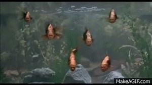 Monty Python's Fish Tank.flv on Make a GIF