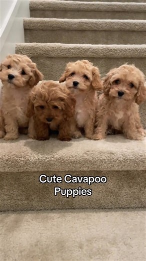 🐶✨ Mini Cavapoo Puppies Ready for Adoption! ✨🐶 Meet our adorable Mini Cavapoo puppies affectionate, playful, and looking for their forever homes! These little ones have such sweet personalities and are great with kids and other pets. ✅ Vet-checked & healthy ✅ Up-to-date on vaccinations ✅ Hypoallergenic and low-shedding ✅ Estimated adult weight: 12–18 lbs If you’ve been thinking about adding a loving companion to your family, now’s the perfect time! Send us a message today to learn more or rese