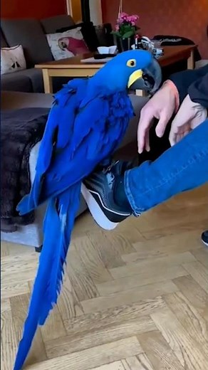 Hyacinth Macaw Facts 🦜🦜