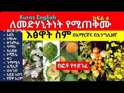 ለመድሃኒትነት የሚጠቅሙ እፅዋት ስም - Names of Ethiopian medicinal plants and herbs - Part 4