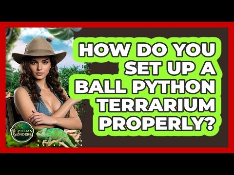 How Do You Set Up A Ball Python Terrarium Properly? - Reptilian Wonders