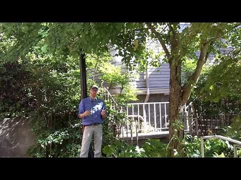 Katsura tree (Cercidiphyllum japonicum) - Plant Identification