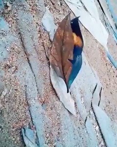 13K views · 190 reactions | The dead leaf butterfly must be one of the most amazing butterflies in the world? :o Credit: instagram/oylebikadinim | The most beautiful things | Facebook