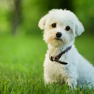Dogs looking for their fur-ever homes. Search for adopt dogs: http://cads.ly/idCkTW | ClassifiedAds.com
