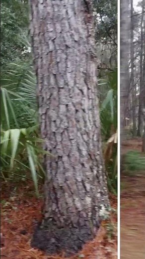 Land Clearing Company in South Carolina and Georgia | R&D Timber Co