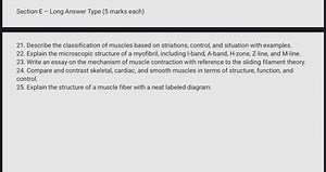 Explain the structure of a muscle fiber with a neat labeled dia... | Filo
