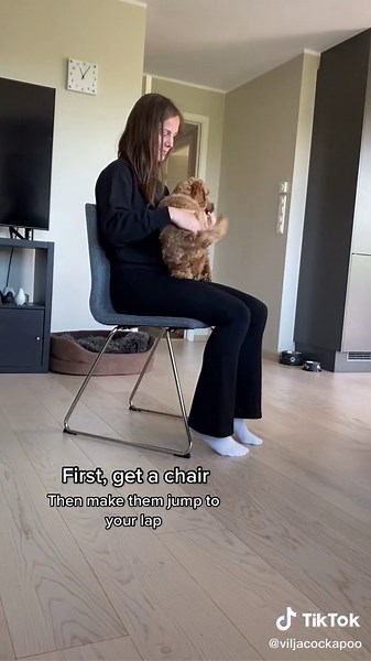 Training Your Cockapoo: Teaching Your Dog to Jump into Your Arms