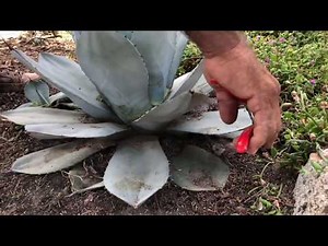 Cut the Needles - Vargas Landscaping Presents How to Prune an Agave