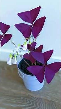 Oxalis Triangulaire : La Plante Papillon qui Bouge, Protège et Attire la Chance