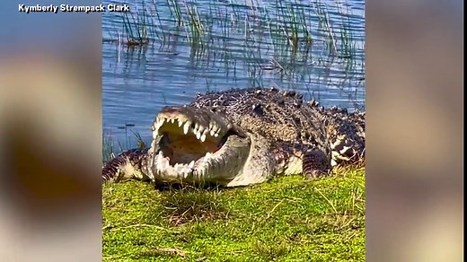 Huge 14-ft. Crocodile Dubbed ‘Croczilla’ Could Be the Biggest in Everglades