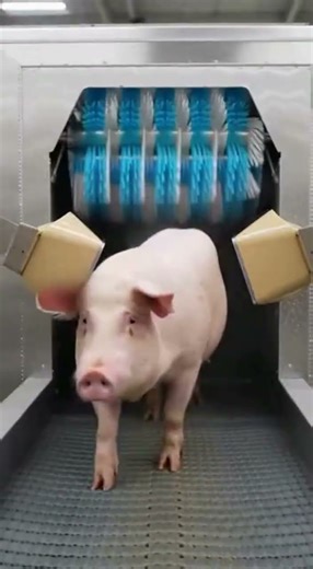 Automated Pig Cleaning: Industrial Mud Removal Process 🚿⚙️