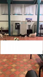 5.1K views · 399 reactions | An introduction to Vintage Pet Rescue for our new followers. We could not do this without your support. Thank you! | Vintage Pet Rescue | Facebook