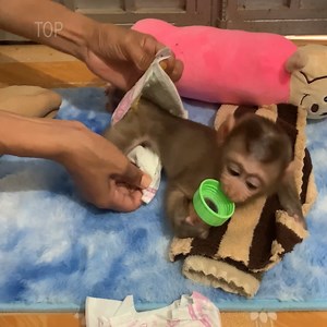 1.1K views · 46 reactions | Adorable baby monkey site wait mom wear urine pants before to play happy | Family ROJO | Facebook