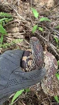 Inside a Packrat Nest – Why do snakes like it so much?