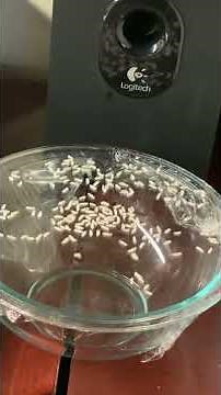 How to see sound experiments for kids -"Dancing" rice