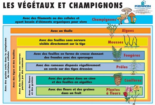 Chapitre 4 : La classification scientifique des espèces