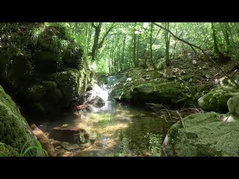 Spring Forest Stream — Real Time, Natural Sound | STILLTIME