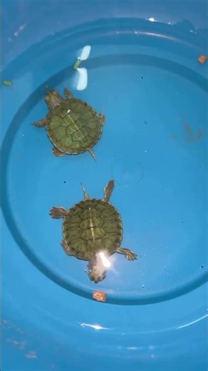 How to order Turtle online #Shorts #online #turtle