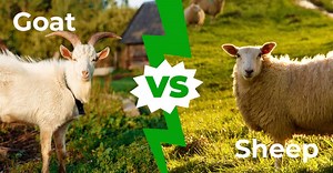 Goat vs Sheep: 6 Key Differences Explained