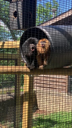 Sound up! If you’re brave! Our howler monkey pair, Carlito and Eva, like to demonstrate exactly why they’re called howler monkeys. It’s not unusual for both male and female howler monkeys to howl together. It’s thought that this both establishes their territory and strengthens their mate bond. Howler monkeys can be heard up to 3 miles away, so chances are if you live near the Zoo, you can hear these two singing love songs to each other! | Potawatomi Zoo