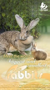 890K views · 4.5K reactions | Do you know that the world's biggest rabbit is about the size of an eight-year-old child while the weight of the smallest wild rabbit is even lighter than that of two iPhones? Watch the video to learn cool facts about the world's biggest, smallest bunnies! #SpringFestival2023 | CGTN | Facebook