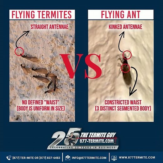 Flying Termites VS Flying Ants