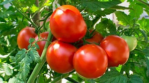 10 Secrets to Growing Tomatoes (Avoid Pitfalls Now!)