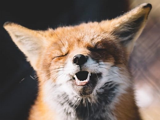 Red Fox Sounds & Vocalizations: From Barks to Whines