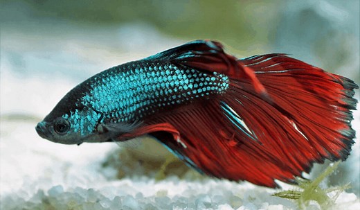 Common Betta Fish Disease Symptoms (Lethargic, Sluggish)