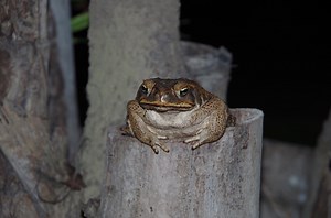 Cane toads are 'reluctant warriors' when it comes to oozing toxin