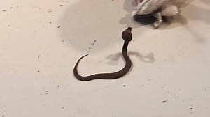 18K views · 222 reactions | Terry has a baby Indian Spectacled Cobra today! These cobras are often associated with snake charmers, but don't have external ears and can't actually hear the snake charmer's music. Watch below for some more information about these interesting snakes! | Reptile Gardens | Facebook