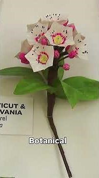 Idaho’s state flower on display in Washington D.C.