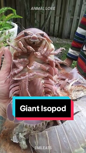 Giant Isopod: Fascinating Deep-Sea Scavengers Revealed