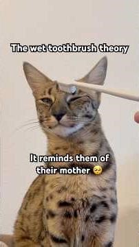 Testing The Wet Toothbrush Theory on Kiki