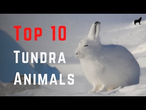 Top 10 Animals That Live in the Tundra - And the Three Types of Tundra