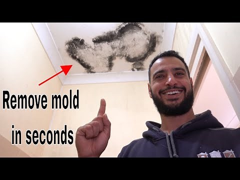 How to remove and kill mold / mould