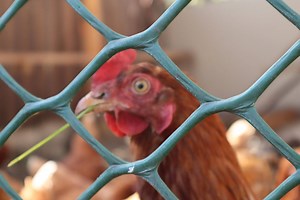 Our Top 5 Picks of Electric Poultry Netting - The Happy Chicken Coop