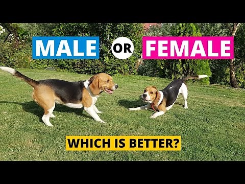 Male vs Female Beagle : Which Should You Choose?