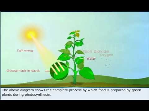 Class 7 : Science | Photosynthesis
