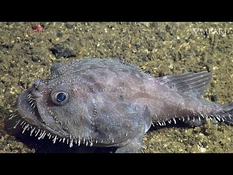 Weird and Wonderful: The deep-sea anglerfish is a couch potato's hero