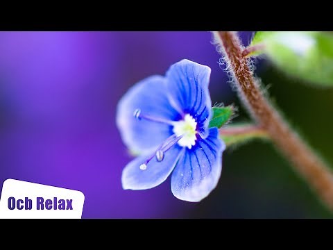 12 Hours of Relaxing Music - Piano Music for Stress Relief, Sleep Music, Meditation Music (Lillian)