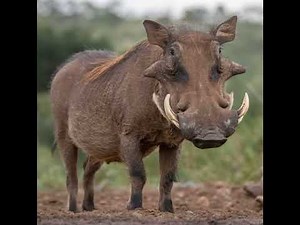 Warthog Sound Effects 🐗 🔊