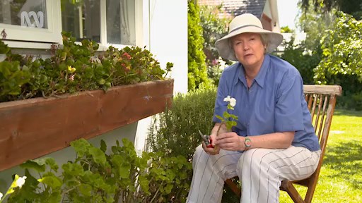 Geraniums - Gardening Australia