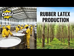Rubber Production: From Seedling to Harvesting | Full Process