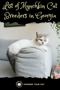 Munchkin Cat Breeders in Georgia | Kittens & Cats for Sale