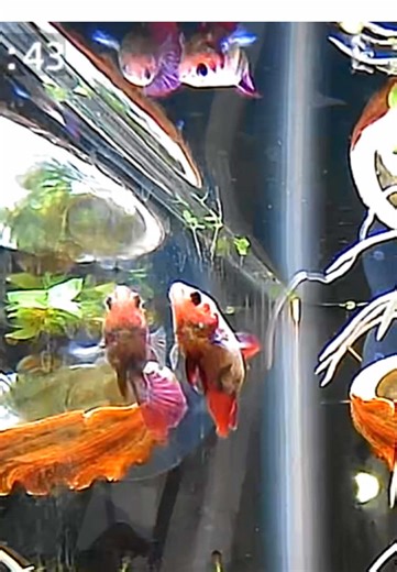 Essential Betta Fish Care Tips for Beginners