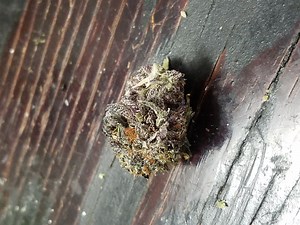 Purple Alien OG | Marijuana Strain Reviews