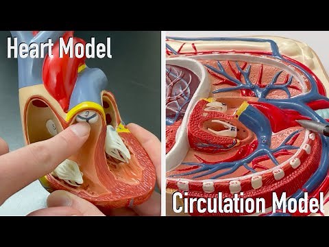 Heart and Circulation Model Tour