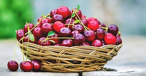 Growing Cherries: The Complete Guide to Plant, Care, and Harvest Cherries